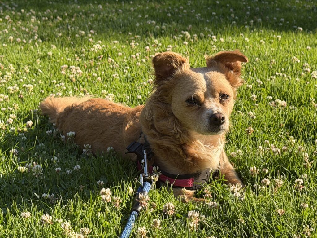 Scampi in a sunny field